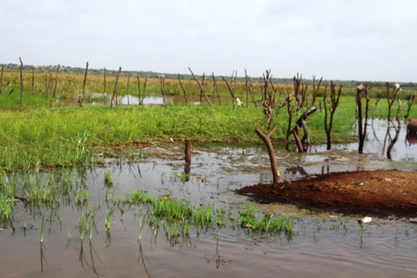 الزراعة المطرية أمل السكان ورأس حربتهم في مواجهة شح الظروف وغياب الدعم 