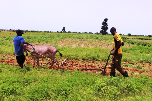وسائل بدائية لتقليب الأرض في مزرعة على أطراف مدينة سليبابي 