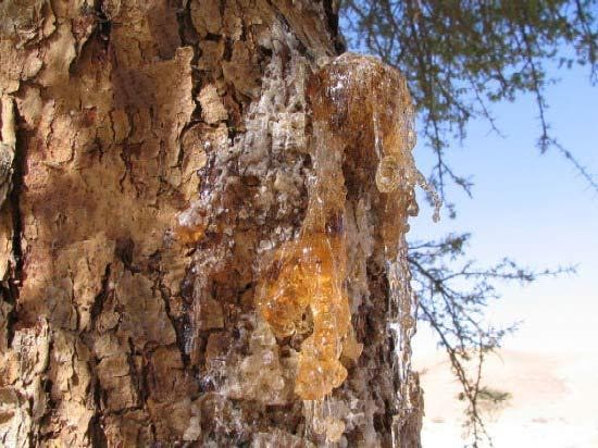 الصمغ إفرازات لزجة لأشحار القتاد 