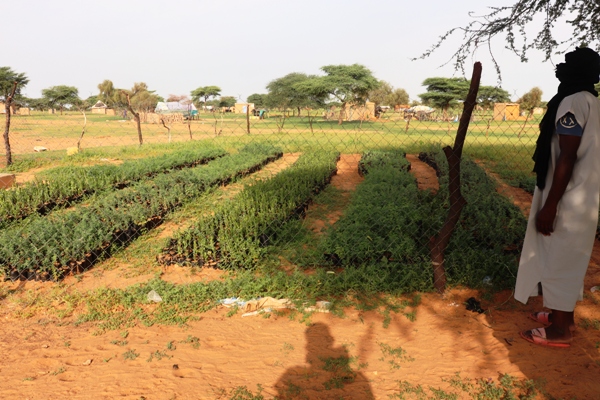 شتلات الأشجار على مقربة من بير القرية الوحيد