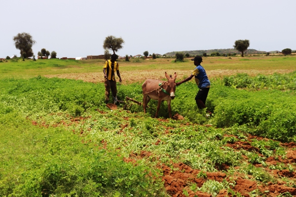 أطفال في مهام الكبار عملية تقليب الأرض للزراعة المطرية بسيلبابي 