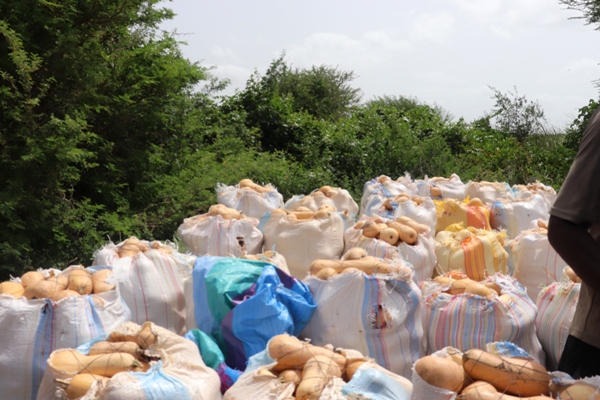 الشاب محمد عبد الله وجد ضالته في تسويق ثمرة القرع وشرائها من مزارعي الضفة 